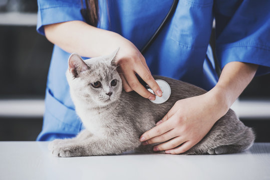 Girl veterinarian in blue dressing gown