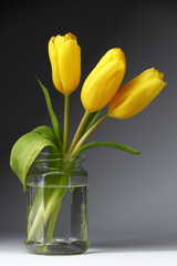 Three yellow tulips./Three yellow tulips in a glass jar.