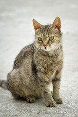Cat isolated with blurred gray background