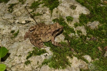 frog