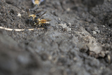 Bee on the ground