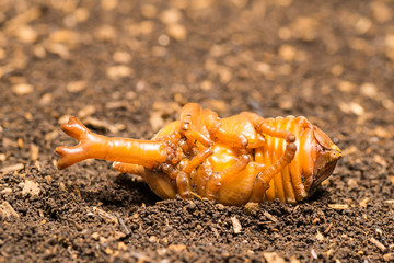 カブトムシの蛹