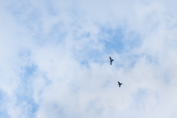 Obraz premium two pigeons fly on a partly cloudy day