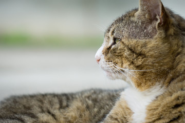 Cat isolated with blurred gray background