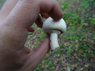 fungus