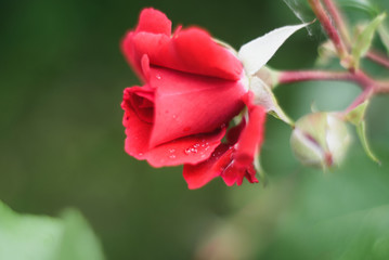 Obraz na płótnie Canvas rose flower with drops