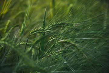 Wheat ear at sunset. Agriculture. Wheat field. Summer harvest.