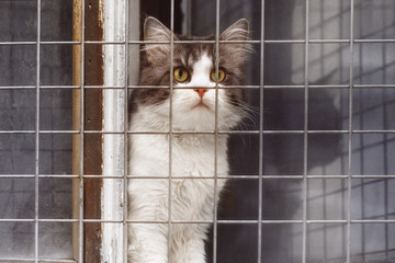 Cat sits at the window behind the bars and looks up