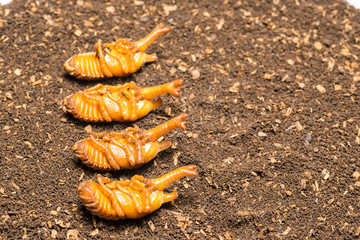 カブトムシの蛹