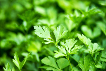 Fototapeta na wymiar Fresh green parsley growing outdoors