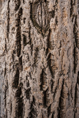 Relief brown natural cork tree bark as background.