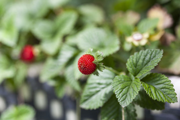 wild strawberry.  plant. 