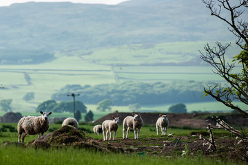 Obraz premium young lambs in a field with hills in the background