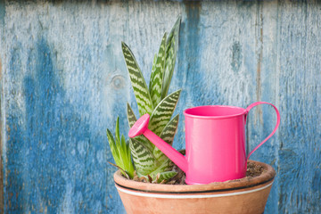 Little pink watering and succulent. Blue vintage background