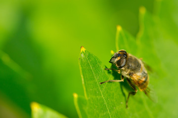 Syrphidae, a kind of insects , on a green leaf in the natural