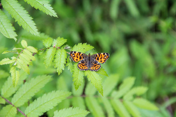 yellow butterfly with dark spots on the green leaves of a tree