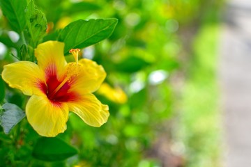 ハイビスカス