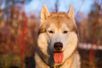 Close-up Portrait of cute fluffy Beige and white Siberian Husky dog at sunset. Image of young and free husky male looks like a wolf in the forest on red bush background