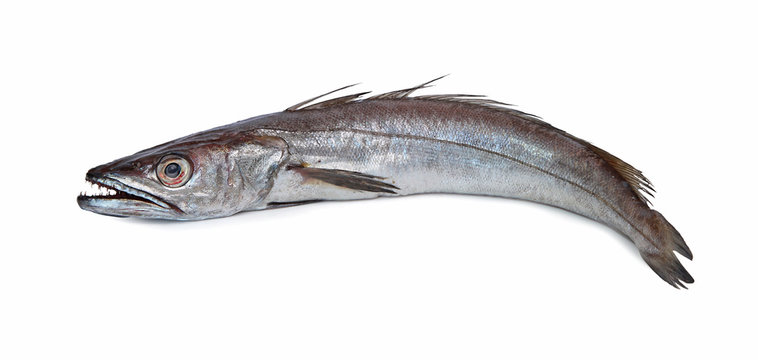 「メルルーサ」の写真素材 496件の無料イラスト画像 Adobe Stock