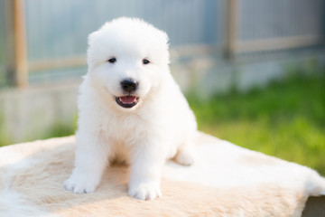 Portrait of a lovely maremmano sheepdog puppy with tonque out sitting on the table outside in summer. Adorable white puppy with happy face