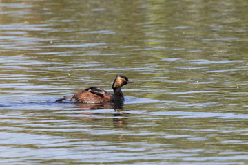 Black-necked grebe on water. Cute bright waterbird. Bird in wildlife.