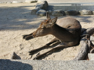 Deer at Miyajima, Japan