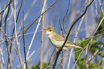 Marsg warbler sitting and singing in reeds. Cute little brown songbird. Bird in wildlife.