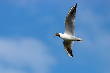 Fototapeta na wymiar Black-headed gull flying. Cute beautiful elegant white black waterbird. Bird in wildlife.