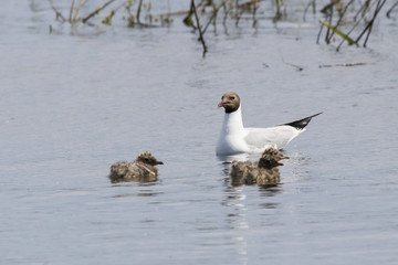 Black headed gull family: parent with nestlings. Cute young waterbirds. Birds in wildlife.