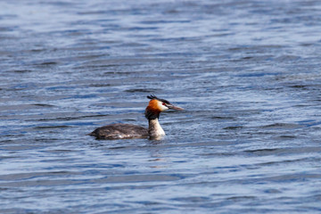 Great crested grebe swimming on water. Cute bright waterbird. Bird in widlife.