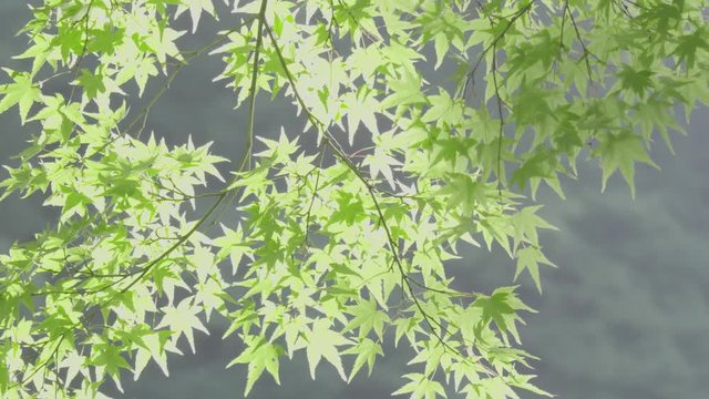 京都嵐山の風に揺れるかえでの木　京都　日本