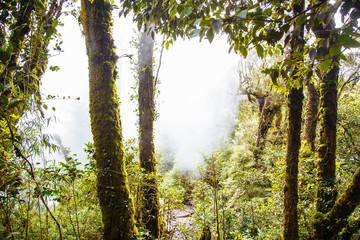 Foggy magic forest jungle