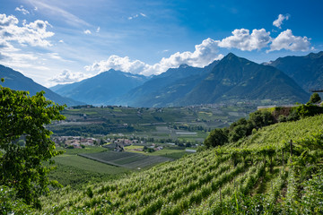 Fototapeta na wymiar Südtirol Aussicht Weinberge