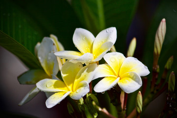 Fototapeta na wymiar Plumeria flower nature 