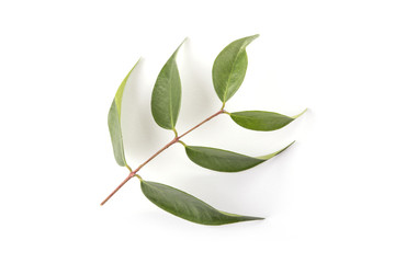 Plant Leaves on White Background Top View 2