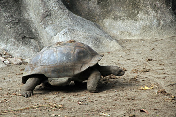 Giant tortoise, La Digue Island, Seychelles