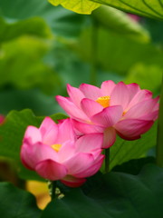 Fototapeta premium 蓮の花