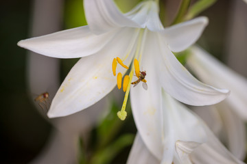 White lily flower in garden isolated with blurred background