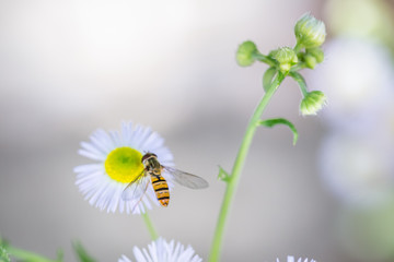 Insect on marguerite in the summer garden