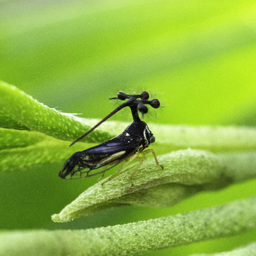 mabracedae