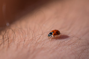 Ladybug crawling between hair on a person's arm
