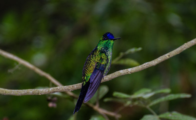 Naklejka premium Beija-flor-de-fronte-violeta