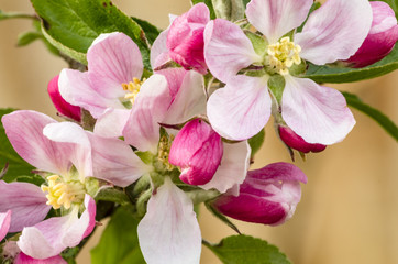 Fototapeta na wymiar Close up view of apple blossom.