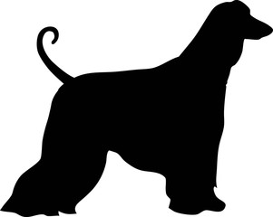 Afghan Hound silhouette black