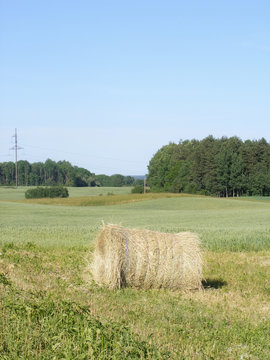 Country Latvia, Dobele region in summer of 2018. Meadow with hay bales. Agricultural land management in Europe Union. Rural household scene with mowed grass. Preparation of cow and other cattle feed.