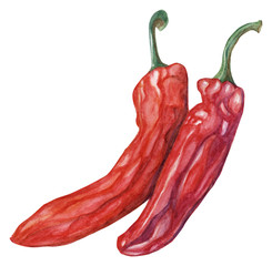 Watercolor chilli pepper illustration