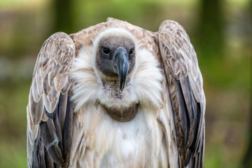 Frontal portrait of the White Backed Vulture