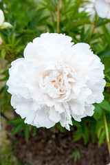 Bush with many beautiful white Mother's Choice peony flowers