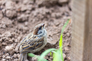 a small Sparrow with a damaged wing sits earth