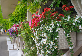 Fototapeta na wymiar Street cafe flowers and herbs decor concept